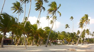Under the palm trees