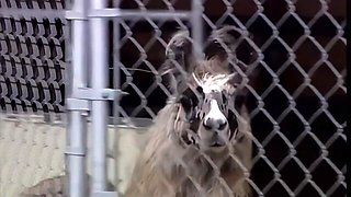 Romantic movie with lustful Brittney Skye from Titopia