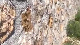 Thrill in a daring public escapade during a break