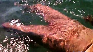 Naked Swimming MILF at the Beach