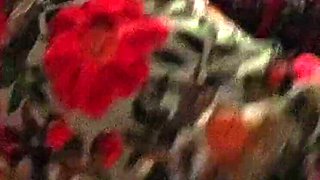 Desi Bhabhi Fucked Hard By Devar In Hotel Room - Hot Pakistani Sex Scene Part 1