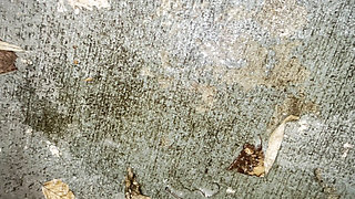 Pee Compilation: up Close & Outdoors