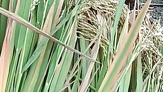 My Wife Riya Broke the Seal in the Paddy Field for the First Time