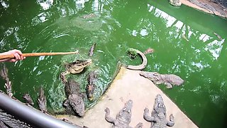 Crocodiles feeding and amateur Thai girlfriend ass spanking