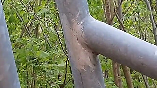 Outdoor BJ Swallowing with Cum