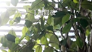 My Pantyhose Fetish Is Discovered Asian Femdom