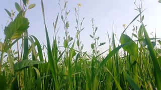 Abida Parveen Gets Fucked Hard in Khet, Then Stopped When Someone Comes