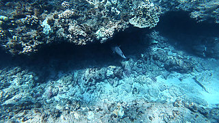 Big Ass Beauty Kayci Kaylani Nude Underwater Diving and Masturbation
