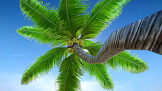 Zack Island Paradise