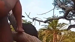 We walk in the bush and have sex on top of a tree trunk