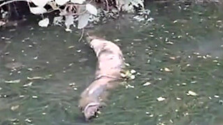 I Took My Friend Boyceta to the Middle of the Woods We Got Naked