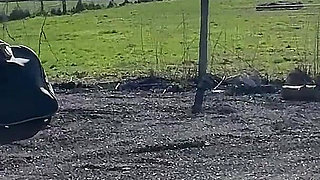 Smash Bus Strap N Fuck W/ Lottie Lou