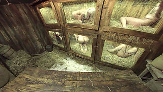 X Virtual 56 Rabbit Hutch in 180°